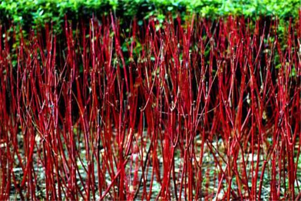 红瑞木的功效和作用(红瑞木的药用价值)