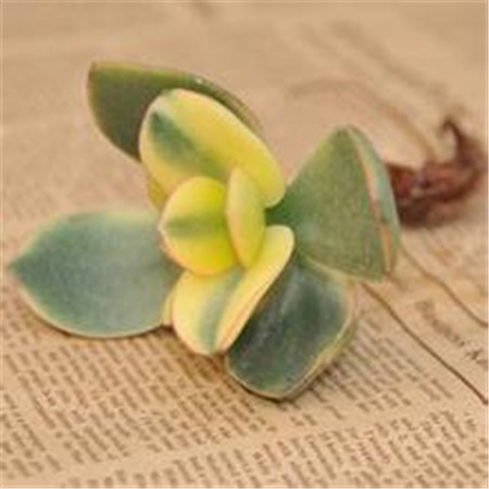 花月锦叶片部分干枯