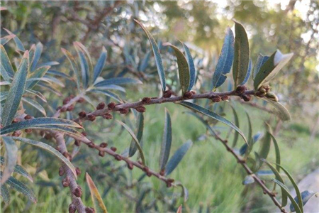 沙棘的栽培技术要点