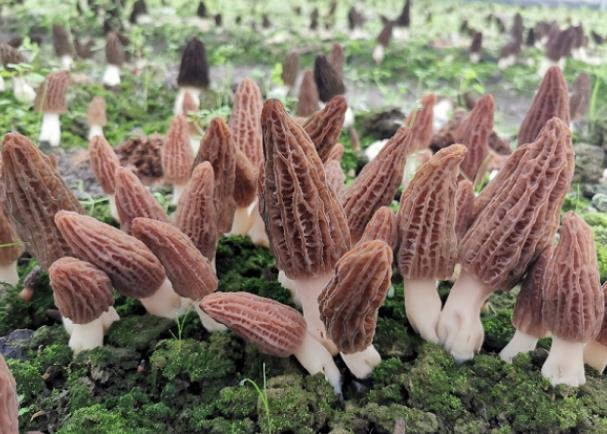 羊肚菌起白色霜能吃吗羊肚菌有酒味还能吃吗(羊肚菌有白点是什么回事)