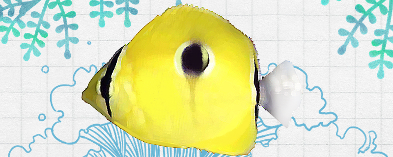 一点蝶鱼好养吗怎么养(一点蝶鱼好养吗怎么养的)