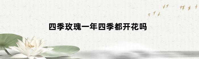 四季玫瑰一年四季都开花吗(四季玫瑰一年四季都开花吗为什么)