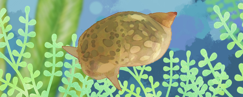 耳萝卜螺可以养吗怎么养(耳萝卜螺吃什么东西)