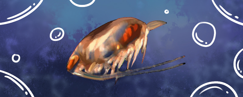 水蚤多少度会冻死养水蚤要注意什么(水蚤最低温度)