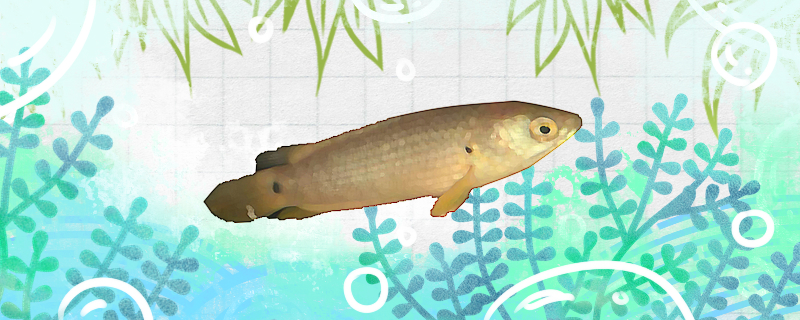 欧氏攀鲈好养吗怎么养(欧氏攀鲈好养吗怎么养的)