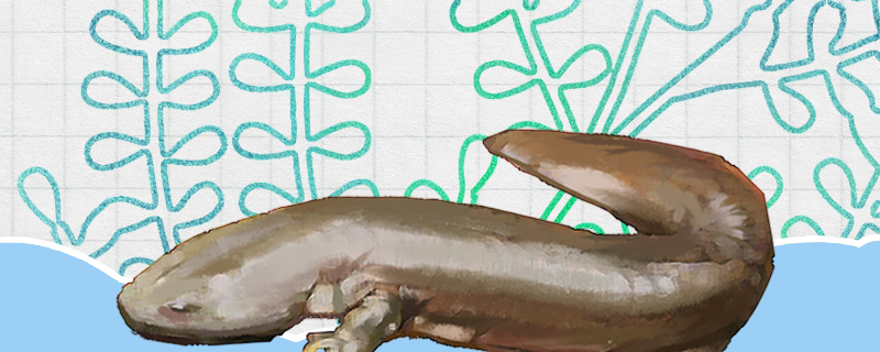 大鲵是什么动物属于鱼类吗(大鲵属于什么类的动物)