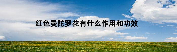 红色曼陀罗花有什么作用和功效(红色曼陀罗长什么样)