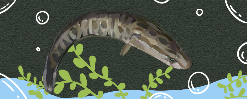 黑鱼和清江鱼一样吗有什么区别(黑鱼与清江鱼区别)