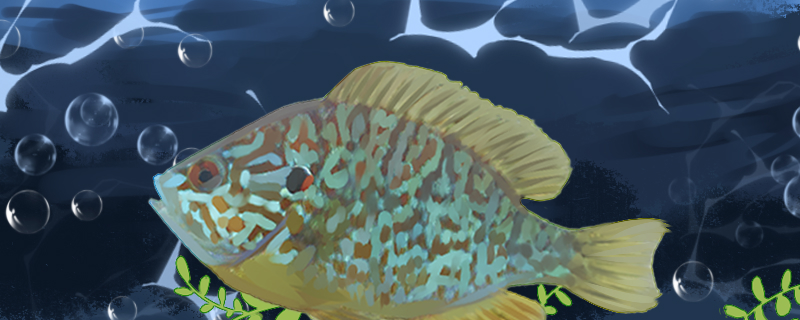 太阳鱼可以养殖吗怎么养(太阳鱼能养活吗)