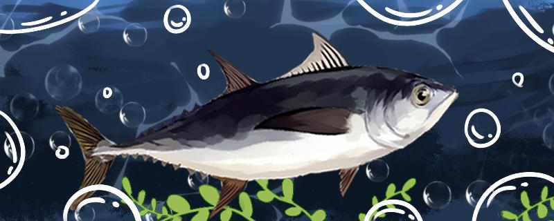 金枪鱼是鱼吗生活在什么水域(金枪鱼是鱼吗?)