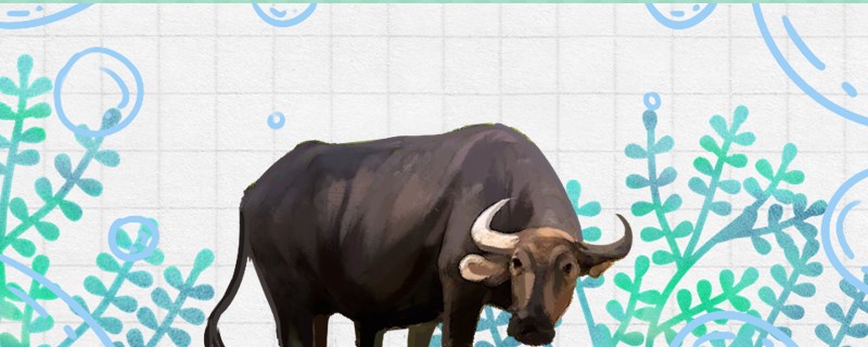 水牛是两栖动物吗是哺乳动物吗(水牛是家畜吗)