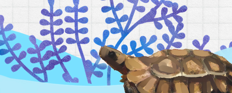 荷叶陆龟好养吗怎么养(荷叶陆龟好养吗怎么养的)