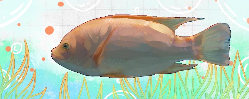 花雕鱼是淡水还是海鱼能养殖吗(花雕鱼是淡水还是海鱼能养殖吗图片)