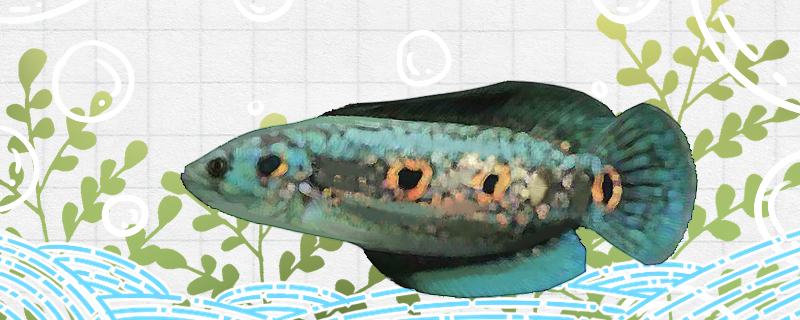 七彩海象雷龙鱼好养吗怎么养(七彩海象和红帝王雷龙)