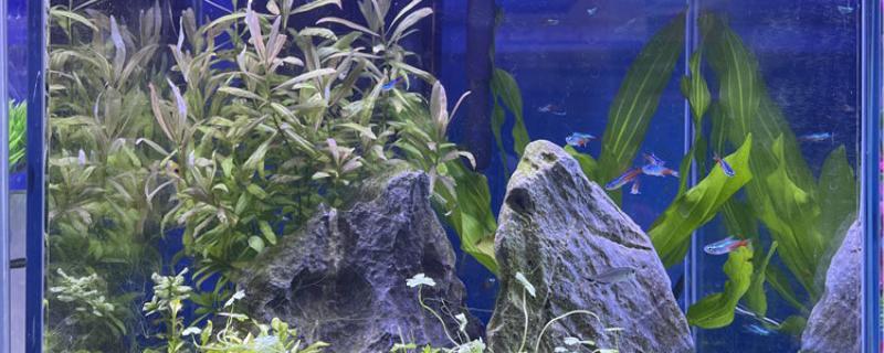 养鱼要一直开着灯吗开灯有什么好处(养鱼要开小夜灯吗)