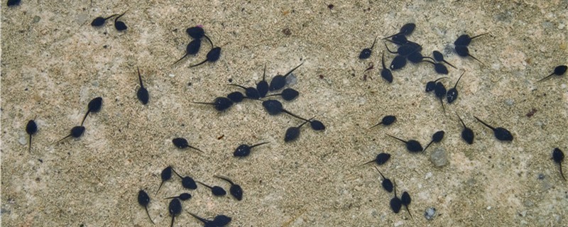 蝌蚪吃什么食物最好能吃鱼饲料吗(蝌蚪吃啥?)