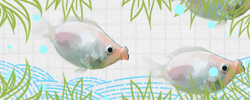 接吻鱼能活多久容易生什么病(接吻鱼可以活多久)
