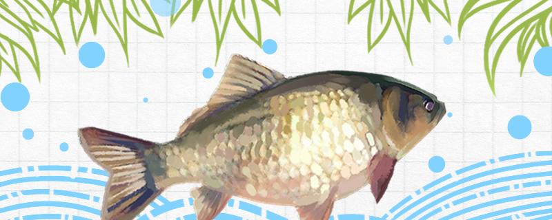 野钓鲫鱼用香饵还是腥饵用什么钩最好(野钓鲫鱼用香饵还是腥饵用什么钩最好呢)