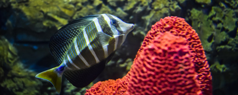 烧开的水放凉后可以养鱼吗凉白开养鱼有什么缺点(水烧开后放凉能养鱼吗)