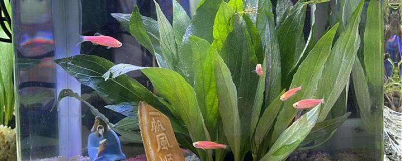 鱼缸杀菌灯白天开还是晚上开杀菌灯有什么用(鱼缸杀菌灯什么时间开最好)