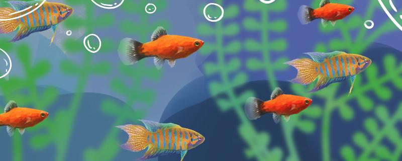 养中国斗鱼要注意什么怎么养好(养中国斗鱼有什么风水好不好)