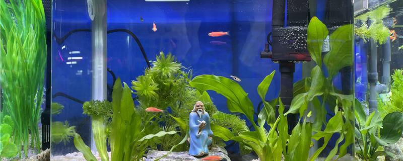 1米2鱼缸用多少w的水泵水泵有什么作用(一米2的鱼缸用多大的水泵)