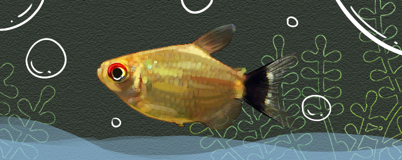 贝蒂灯鱼好养吗怎么养(贝蒂灯鱼好养吗怎么养的)