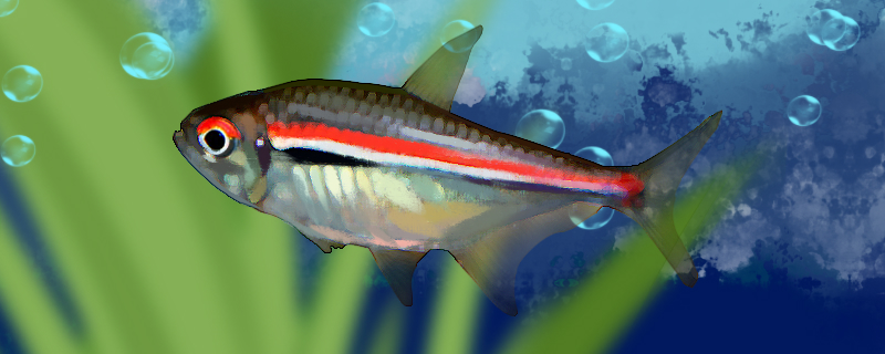 阿帕玛三色灯鱼好养吗怎么养(阿玛帕三色灯吃虾吗)