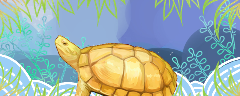 石金钱龟能长多大能和其它龟混养吗(石金钱龟寿命多长时间)