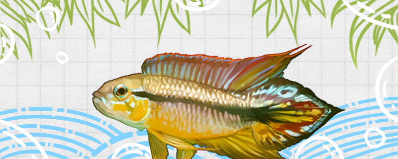 凯特短鲷好养吗怎么养(凯特短鲷好养吗怎么养的)