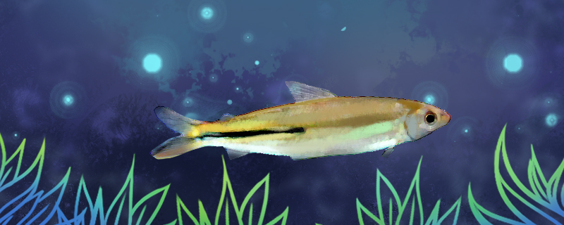 半带半齿脂鲤好养吗怎么养(半齿是什么意思)