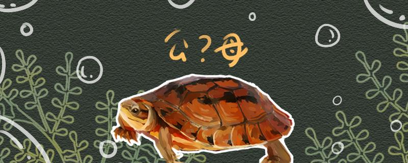 金钱龟如何分公母能一起养吗(金钱龟如何分公母图解)