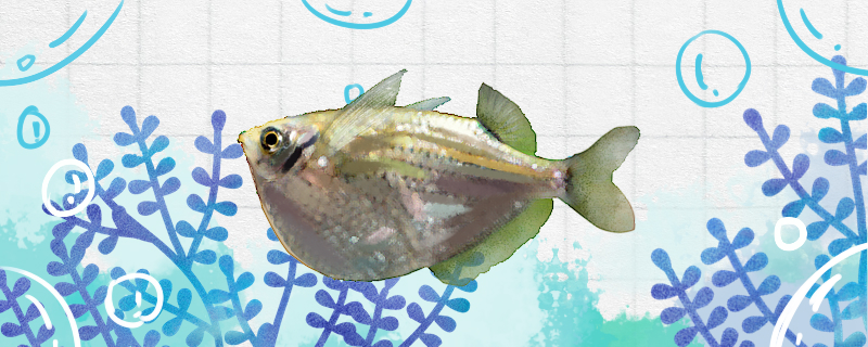 点胸斧鱼好养吗怎么养(考试考的不好评语怎么写)