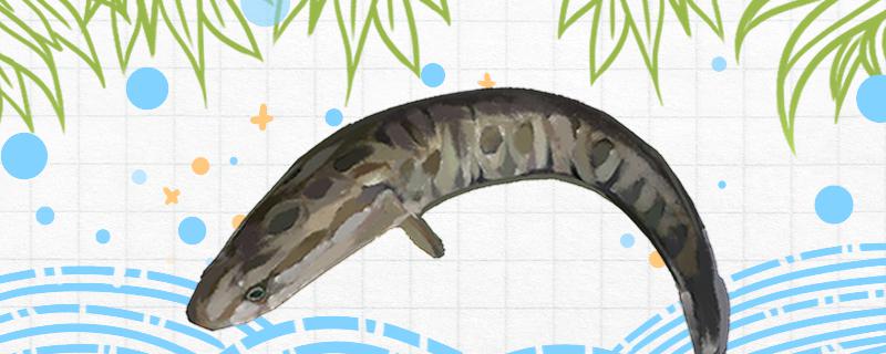 黑鱼吃什么饵能钓上来用什么窝料打窝好(黑鱼拿什么饵料钓)