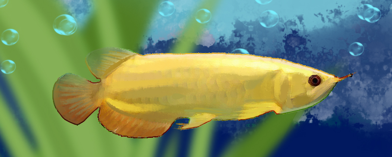 金底金龙鱼好养吗怎么养(金底过背金龙鱼)