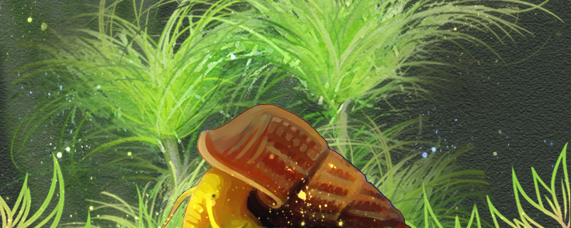 观赏螺吃什么不吃东西怎么办(观赏螺吃什么长得快)