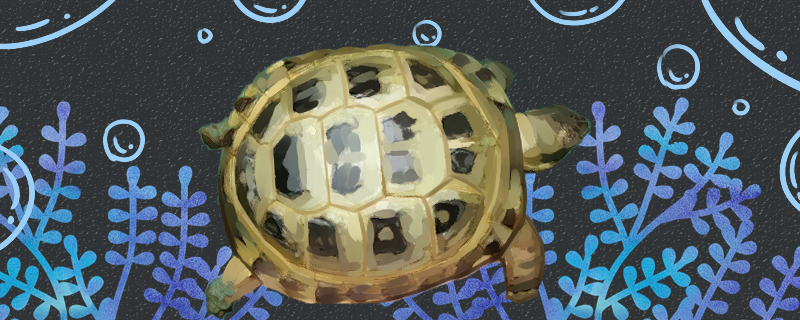 俄罗斯陆龟能活多久能长多大(养俄罗斯陆龟犯法吗)