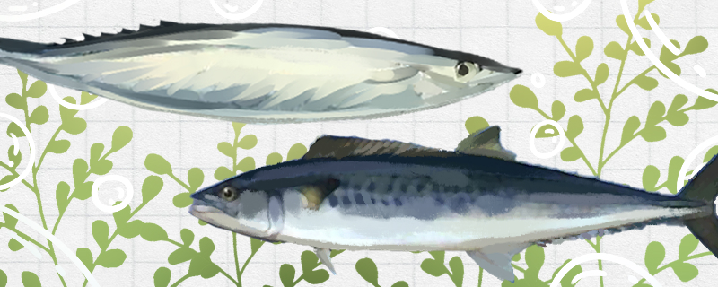 秋刀鱼和马鲛鱼是同一种鱼吗有什么区别(马鲛鱼好吃还是秋刀鱼好吃)