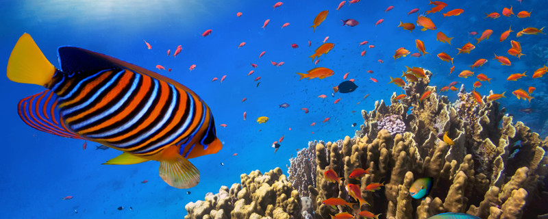 热带鱼身上长白点是什么原因怎么治疗(热带鱼身上长白点怎么办没办法分缸)