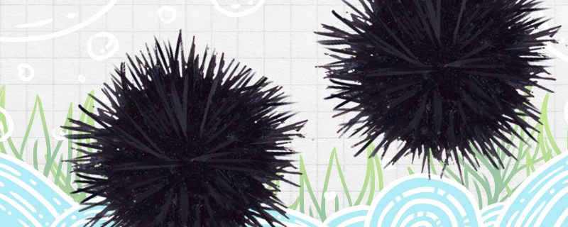 海胆有眼睛吗有嘴巴吗(海胆有五官吗)