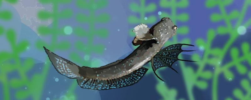 鱼在空气中为什么会死什么鱼离水还能活(鱼为什么不能在空气中)