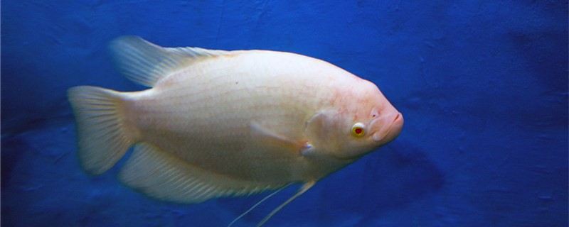 招财鱼容易繁殖吗怎么繁殖(招财鱼能活多久长多大)