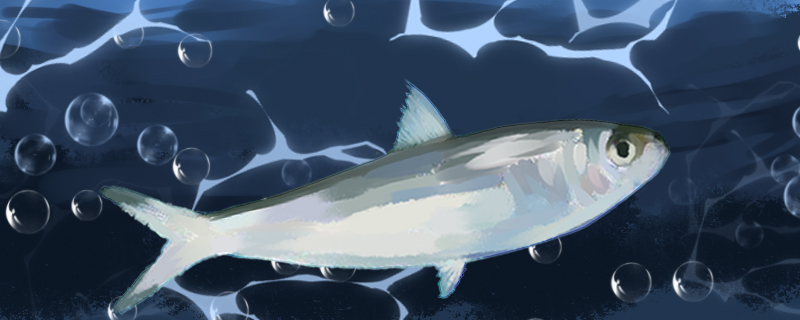 沙丁鱼是深海鱼吗可以养殖吗(沙丁鱼是大海里一种十分平常的鱼类)