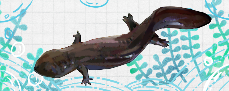 在家怎么养娃娃鱼用什么水养好(在家怎么养娃娃鱼用什么水养好呢)