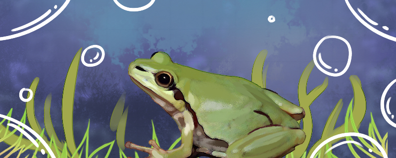 雨蛙是什么动物是青蛙吗(青蛙属于哺乳动物吗)