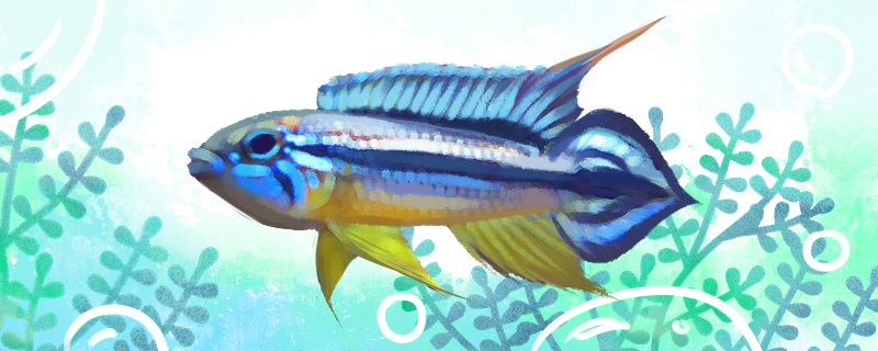 卡瑞罗阿卡西短鲷好养吗怎么养(阿卡西短鲷价格)