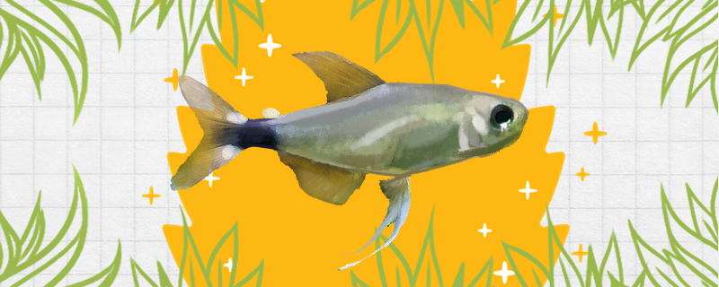 大帆月光灯鱼好养吗怎么养(大帆鱼喜欢光照吗)