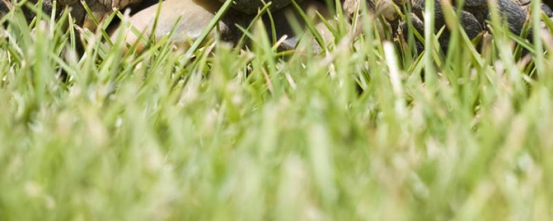 家养小乌龟吃什么食物如何给它喂食(家庭饲养小乌龟喂什么)