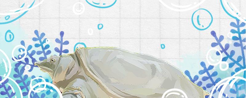 甲鱼的养殖方法与技术甲鱼的繁殖方式(甲鱼的养殖方法及注意事项)