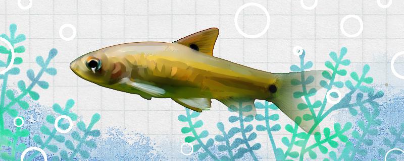 双斑鲃好养吗怎么养(双斑鰧图片)